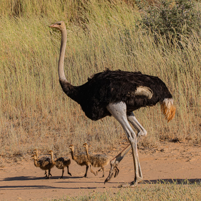 "Ostrich & Babys 1" by Russell Waite Photography - $26.93 "Ostrich & Babys 1" stock image