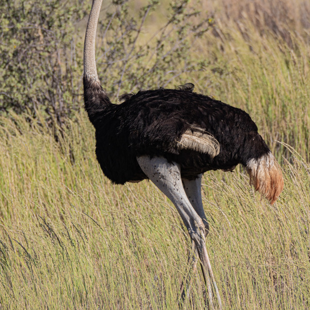 "Ostrich 1" by Russell Waite Photography - $26.93 "Ostrich 1" stock image