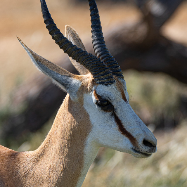 "Springbok 1" stock image