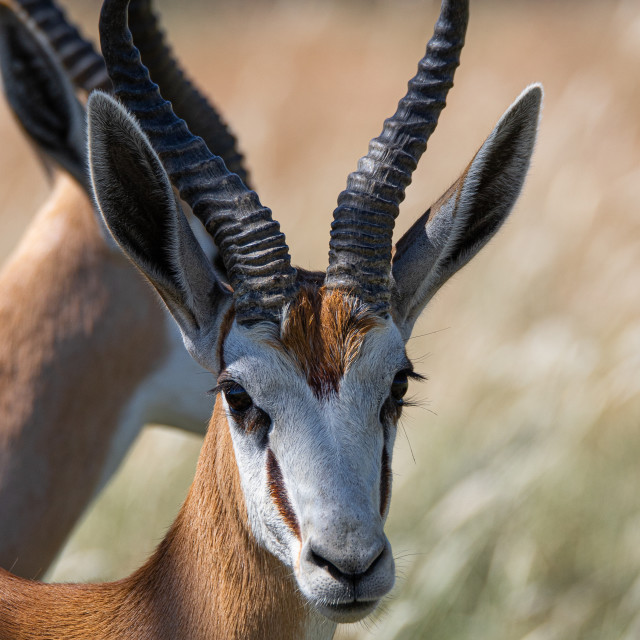 "Springbok 2" by Russell Waite Photography - $26.93 "Springbok 2" stock image