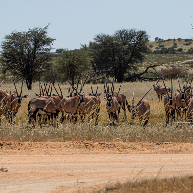 "African Herd 1" stock image