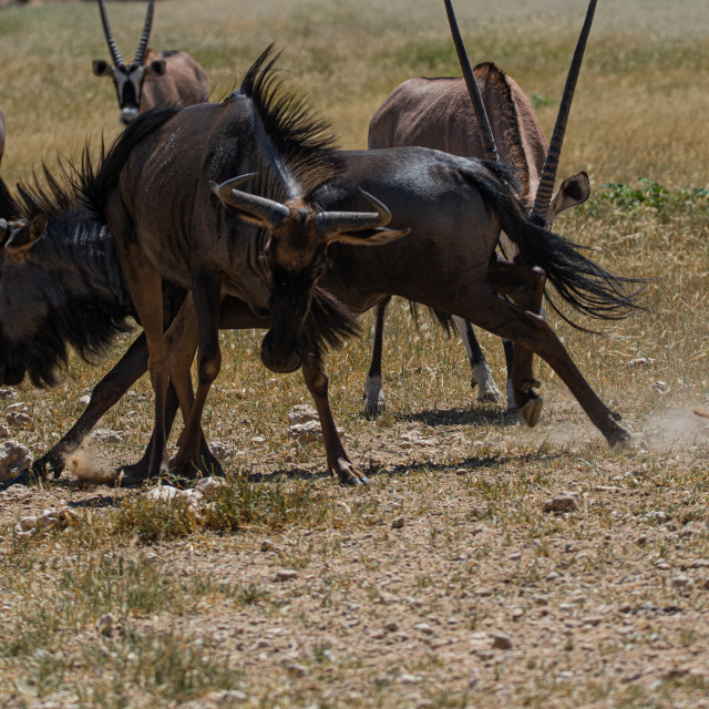 "The Rumble" by Russell Waite Photography - $26.93 "The Rumble" stock image