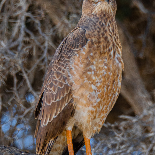 "African Marsh Harrier 1" stock image