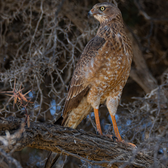 "African Marsh Harrier 2" stock image