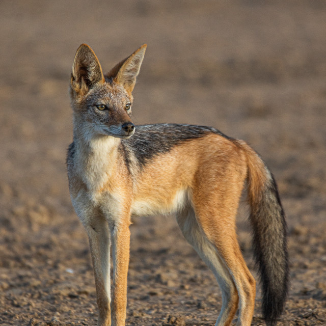 "Black Backed Jackel 1" stock image