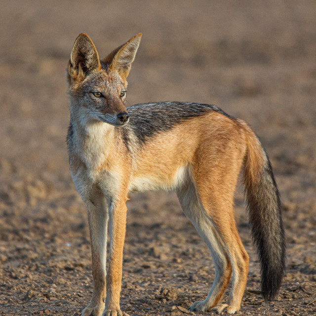 "Black Backed Jackel 2" stock image