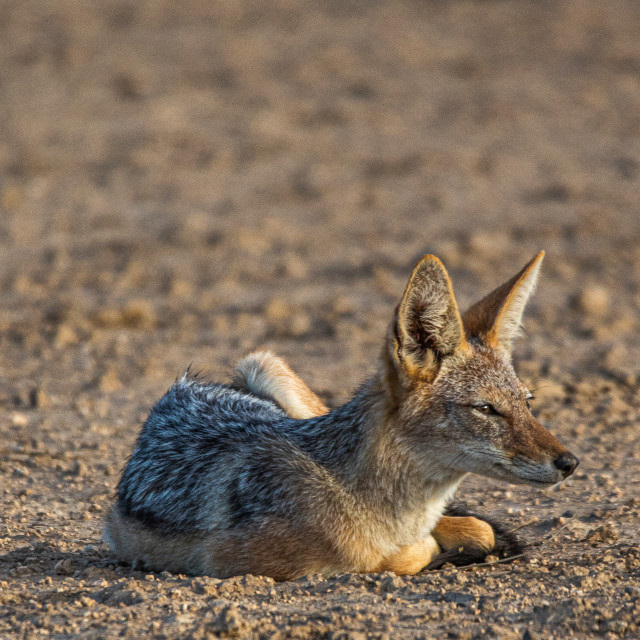 "Black Backed Jackel 3" stock image