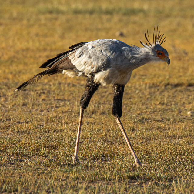 "Secretary Bird 2" stock image