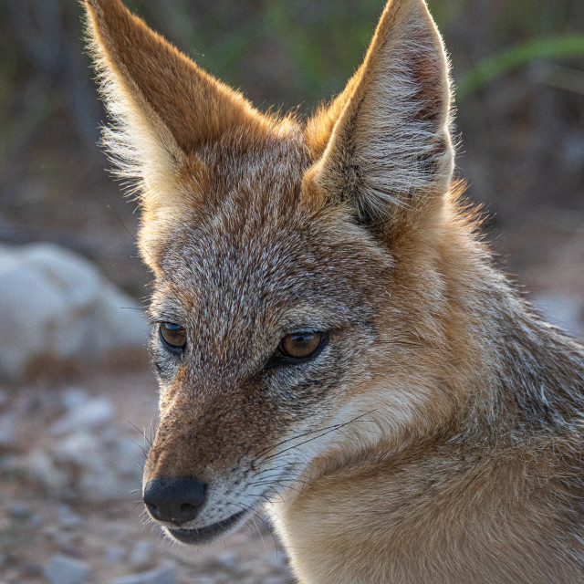 "Black Backed Jackel 4" stock image