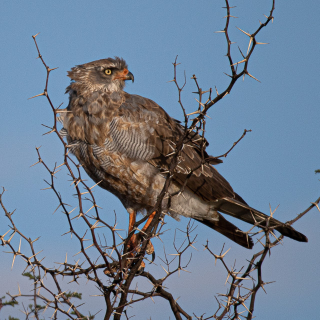 "Goshawk 1" stock image