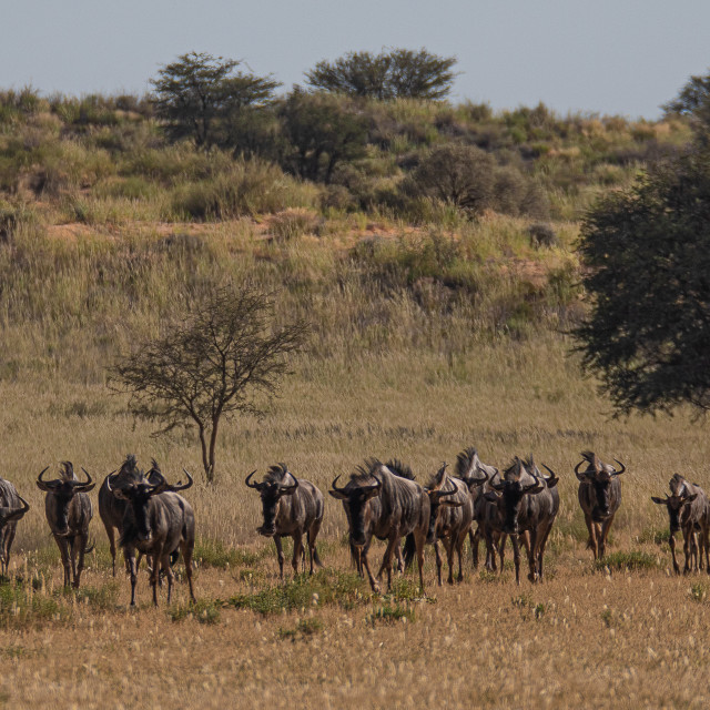 "Water Buffalo Herd" stock image