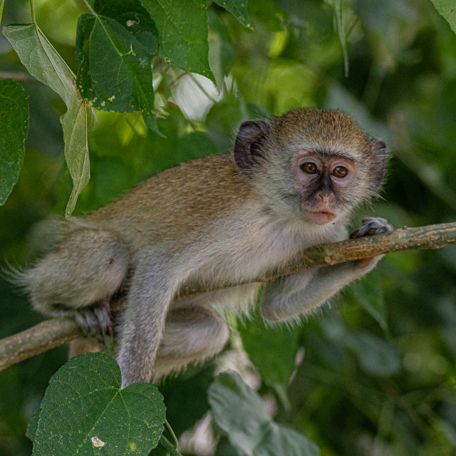 "Vervet Monkey 1" stock image