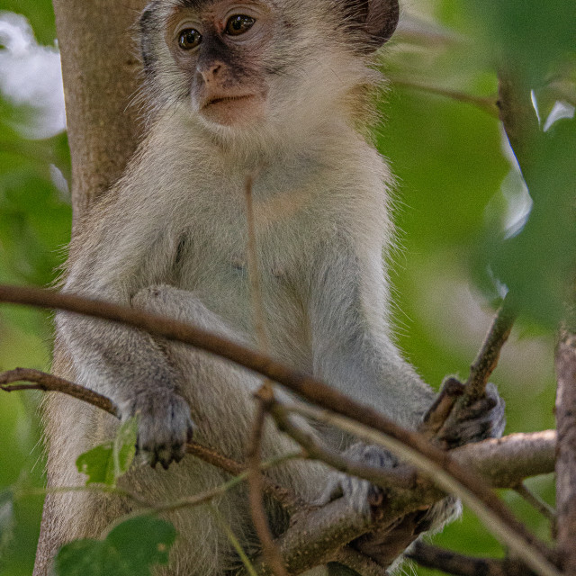 "Vervet Monkey 2" by Russell Waite Photography - $26.93 "Vervet Monkey 2" stock image
