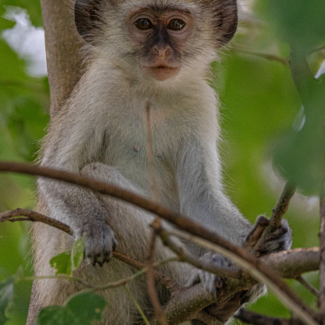 "Vervet Monkey 3" by Russell Waite Photography - $26.93 "Vervet Monkey 3" stock image