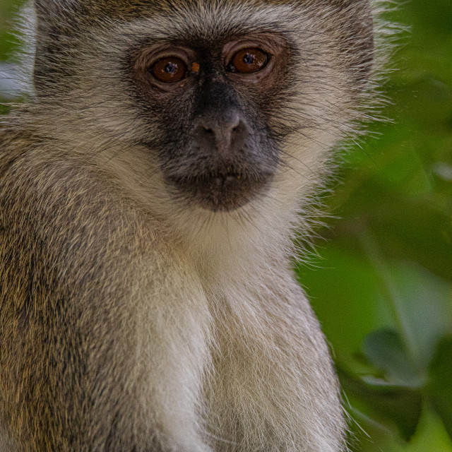 "Vervet Monkey 5" by Russell Waite Photography - $26.93 "Vervet Monkey 5" stock image
