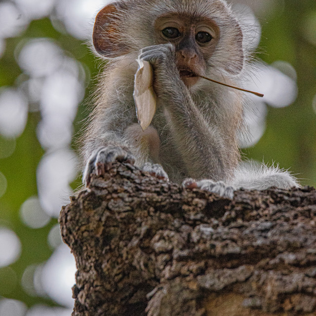 "vervet Monkey 4" by Russell Waite Photography - $26.93 "vervet Monkey 4" stock image