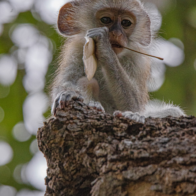 "vervet Monkey 4" stock image