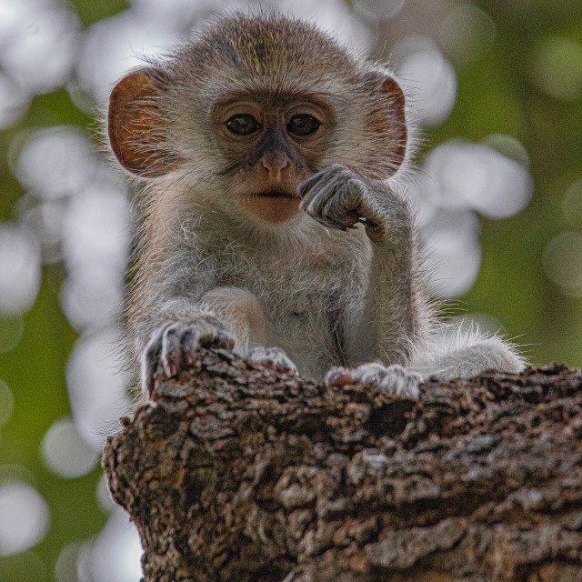 "Vervet Monkey 6" by Russell Waite Photography - $26.93 "Vervet Monkey 6" stock image