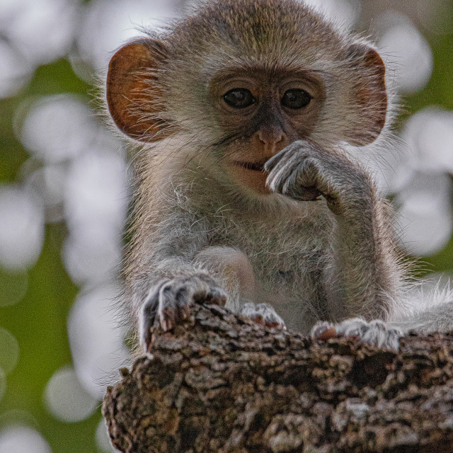 "Vervet Monkey 7" by Russell Waite Photography - $26.93 "Vervet Monkey 7" stock image