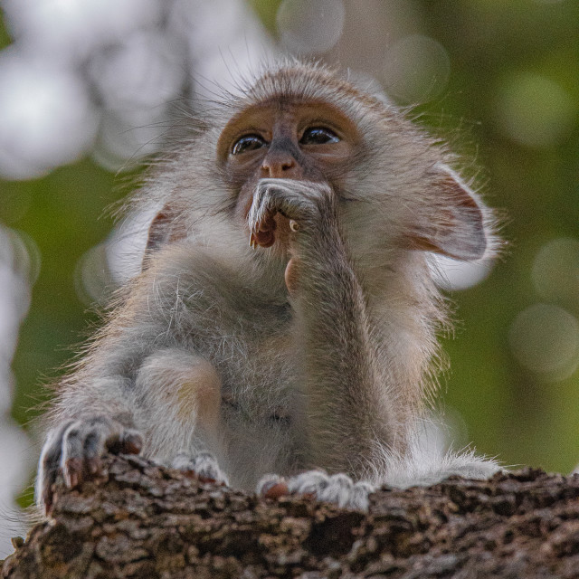 "Vervet Monkey 8" by Russell Waite Photography - $26.93 "Vervet Monkey 8" stock image