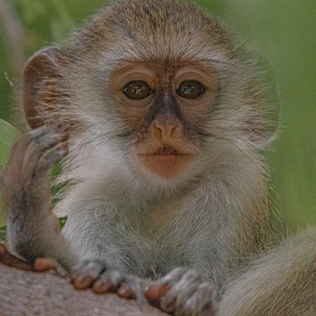 "Vervet Monkey 9" by Russell Waite Photography - $26.93 "Vervet Monkey 9" stock image