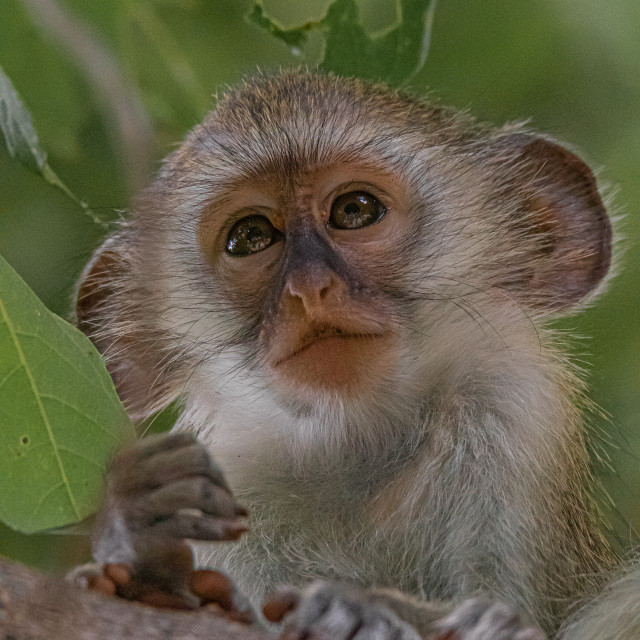 "vervet Monkey 10" by Russell Waite Photography - $26.93 "vervet Monkey 10" stock image