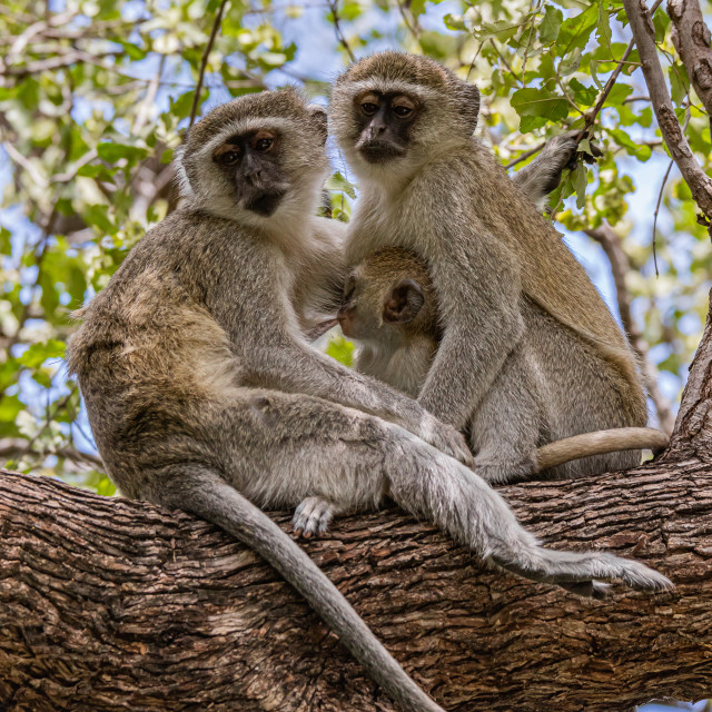 "The Monkey Family 1" by Russell Waite Photography - $26.93 "The Monkey Family 1" stock image