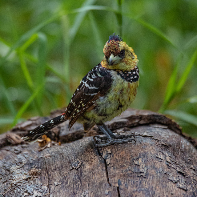 "Crested Barbet 1" by Russell Waite Photography - $26.93 "Crested Barbet 1" stock image