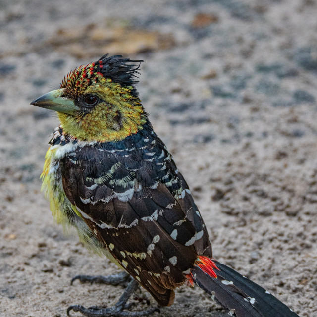 "Crested Barbet 2" stock image