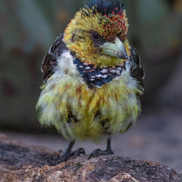 "Crested Barbet 3" by Russell Waite Photography - $26.93 "Crested Barbet 3" stock image
