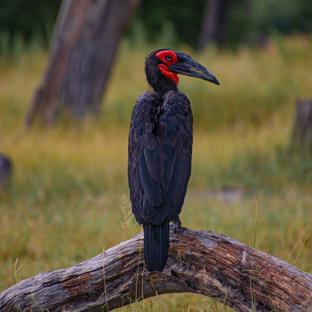 "Southern Ground Hornbill" by Russell Waite Photography - $26.93 "Southern Ground Hornbill" stock image