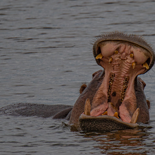"Hippo 1" by Russell Waite Photography - $26.93 "Hippo 1" stock image
