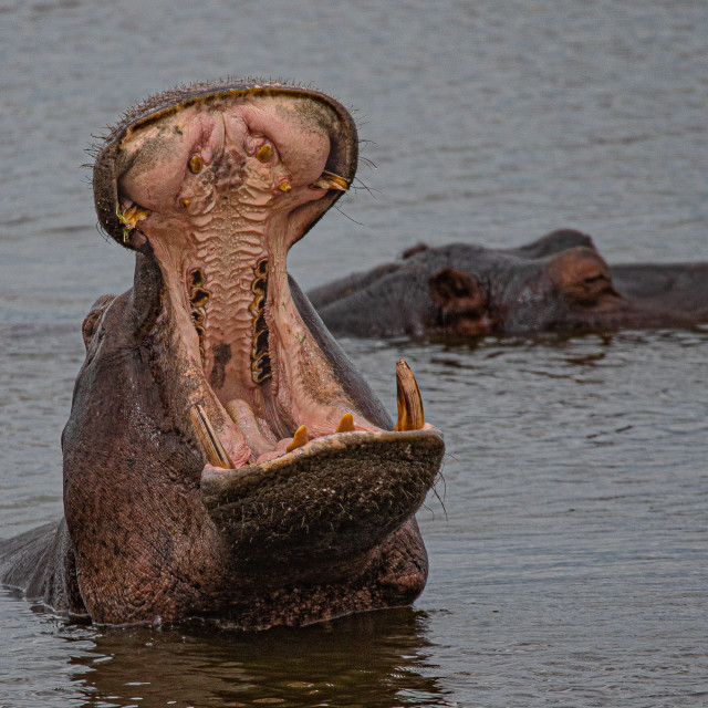 "Hippo 2" by Russell Waite Photography - $26.93 "Hippo 2" stock image