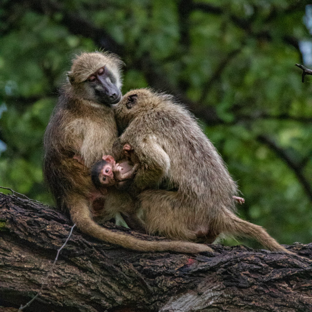 "The Monkey Family 3" by Russell Waite Photography - $26.93 "The Monkey Family 3" stock image