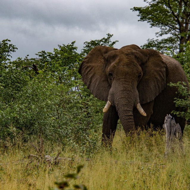 "Elephant 1" by Russell Waite Photography - $26.93 "Elephant 1" stock image