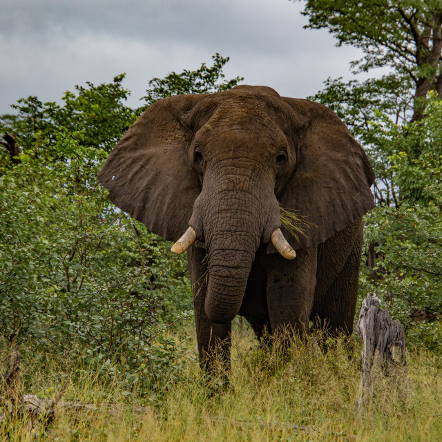 "Elephant 2" by Russell Waite Photography - $26.93 "Elephant 2" stock image