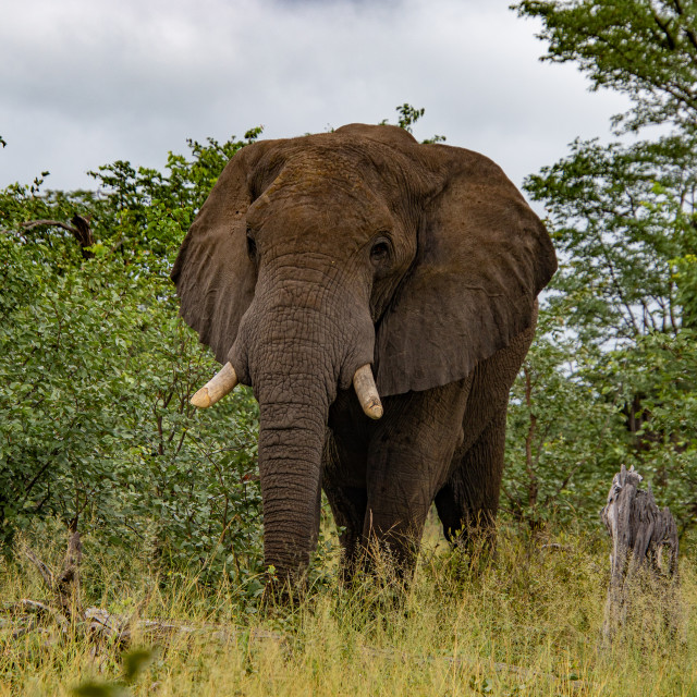 "elephant 3" by Russell Waite Photography - $26.93 "elephant 3" stock image