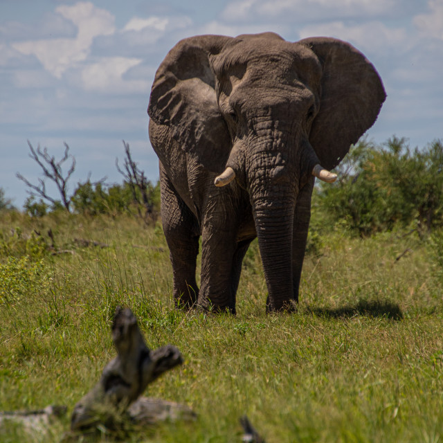 "Elephant 4" by Russell Waite Photography - $26.93 "Elephant 4" stock image