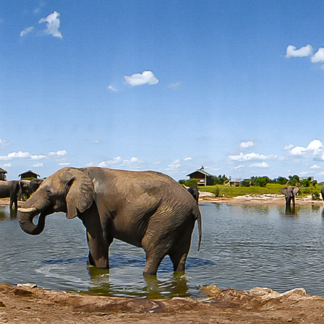 "Elephant 6 Panoramic" by Russell Waite Photography - $26.93 "Elephant 6 Panoramic" stock image