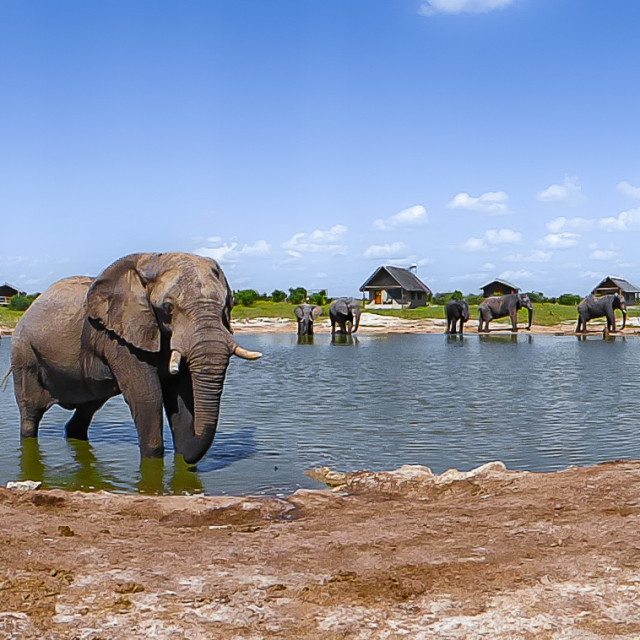 "Elephant 5 Panoramic" by Russell Waite Photography - $26.93 "Elephant 5 Panoramic" stock image