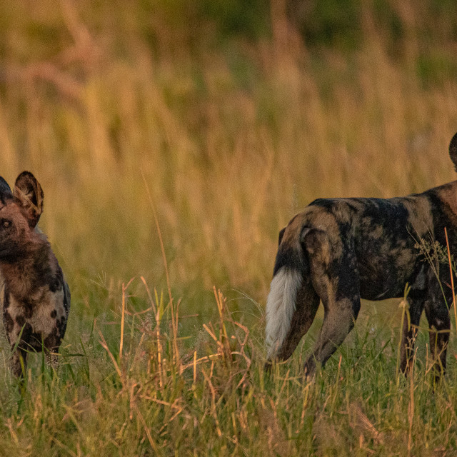 "African Wild Dogs 2" by Russell Waite Photography - $26.93 "African Wild Dogs 2" stock image
