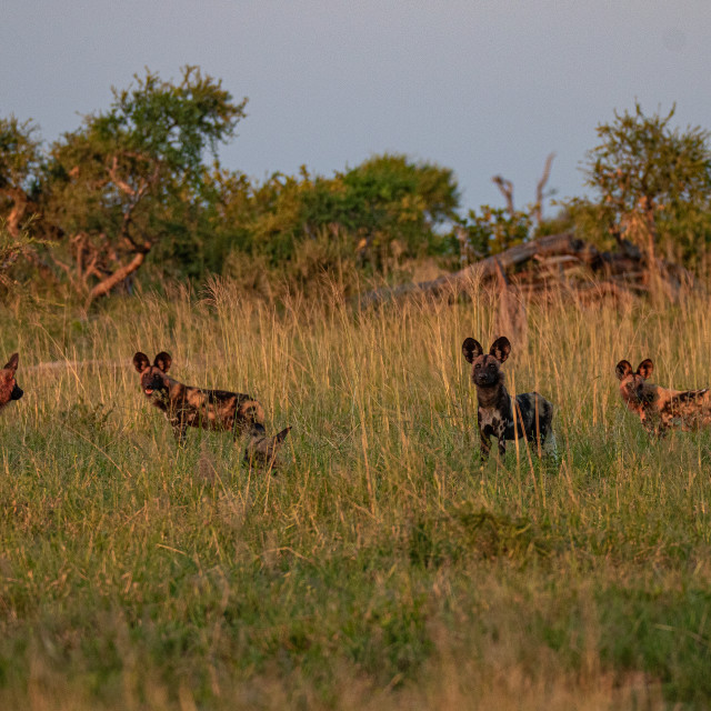 "African Wild Dogs 3" by Russell Waite Photography - $26.93 "African Wild Dogs 3" stock image