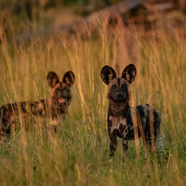 "African Wild Dogs 1" by Russell Waite Photography - $26.93 "African Wild Dogs 1" stock image