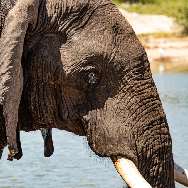 "Elephant 7 Close Up" by Russell Waite Photography - $26.93 "Elephant 7 Close Up" stock image