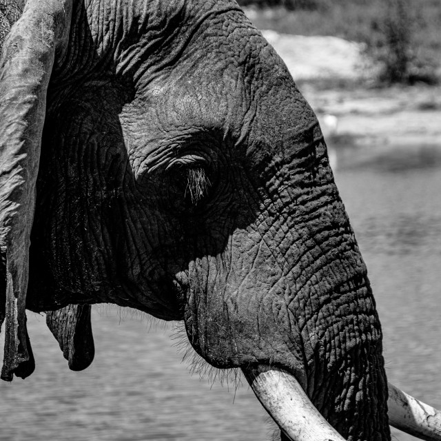 "Elephant 7 Close Up B&W" by Russell Waite Photography - $26.93 "Elephant 7 Close Up B&W" stock image