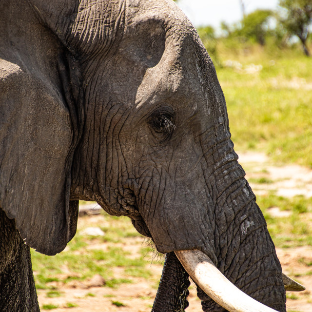 "Elephant 8 Close Up" stock image