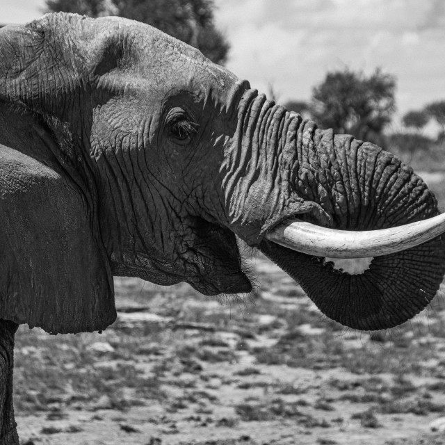 "Elephant 9 Close Up B&W" by Russell Waite Photography - $26.93 "Elephant 9 Close Up B&W" stock image
