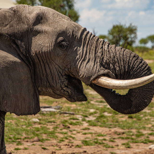 "Elephant 9 Close Up" by Russell Waite Photography - $26.93 "Elephant 9 Close Up" stock image