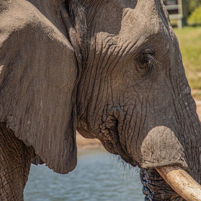 "Elephant 10 Close Up" by Russell Waite Photography - $26.93 "Elephant 10 Close Up" stock image