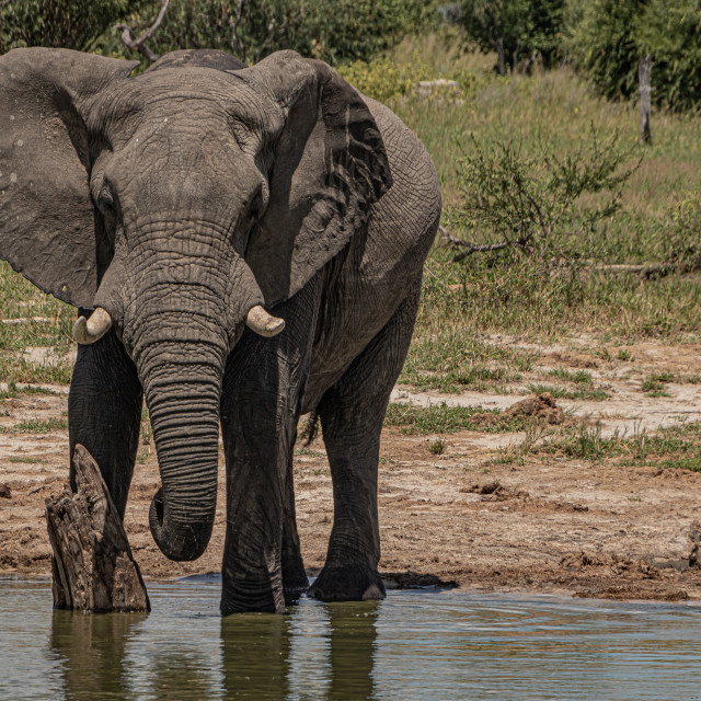 "Elephant 14" by Russell Waite Photography - $26.93 "Elephant 14" stock image